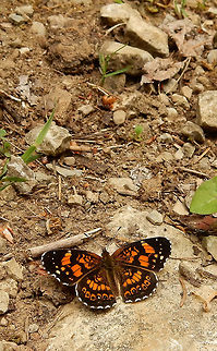 Silvery Checkerspot Resting on the path is the Silvery Checkerspot (Chlosyne nycteis) butterfly at the Marlborough Forest, Ontario, Canada. Butterfly,Canada,Chlosyne nycteis,Geotagged,Marlborough Forest,Ontario,Silvery Checkerspot,Silvery checkerspot,Spring