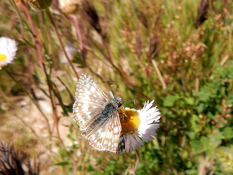 White Checkered Skipper On a daisy is the White Checkered Skipper (Pyrgus albescens) found at Agua Fria National Monument, Arizona, United States. Agua Fria National Monument,Arizona,Geotagged,Pyrgus albescens,Spring,United States,White Checkered Skipper,White checkered skipper