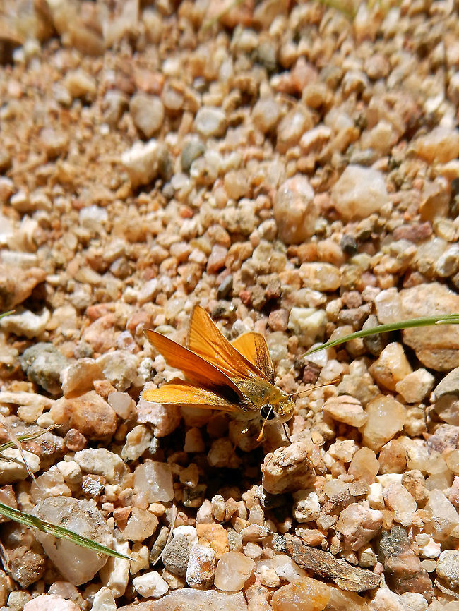 Orange Skipperling Sucking the moisture from the gravel is an Orange Skipperling (Copaeodes aurantiaca) at Agua Fria National Monument, Arizona, United States. Agua Fria National Monument,Arizona,Copaeodes aurantiaca,Geotagged,Orange Skipperling,Spring,United States,aurantiaca