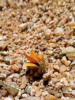 Orange Skipperling Sucking the moisture from the gravel is an Orange Skipperling (Copaeodes aurantiaca) at Agua Fria National Monument, Arizona, United States. Agua Fria National Monument,Arizona,Copaeodes aurantiaca,Geotagged,Orange Skipperling,Spring,United States,aurantiaca