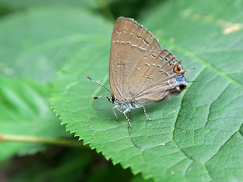 Banded Hairstreak A Banded Hairstreak (Satyrium calanus) rests on a leaf at Alleyn-et-Cawood, Quebec, Canada. Alleyn-et-Cawood,Banded Hairstreak,Banded hairstreak,Butterfly,Canada,Geotagged,Quebec,Satyrium calanus,Summer