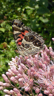 American Lady An American Lady (Vanessa virginiensis) butterfly feeding on Joe Pye Weed at Alleyn-et-Cawood, Quebec, Canada. Alleyn-et-Cawood,American Lady,American Painted Lady,Canada,Geotagged,Quebec,Summer,Vanessa virginiensis,butterfly