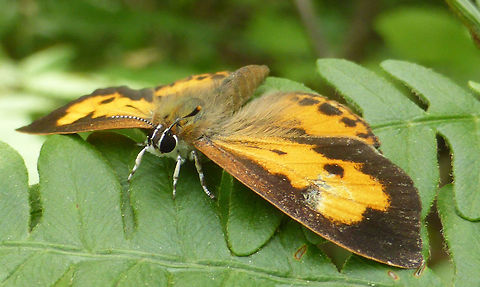 Harvester Resting on a fern is the Harvester (Feniseca tarquinius) butterfly at Alleyn-et-Cawood, Quebec, Canada. Alleyn-et-Cawood,Butterfly,Canada,Feniseca tarquinius,Geotagged,Harvester,Quebec,Summer