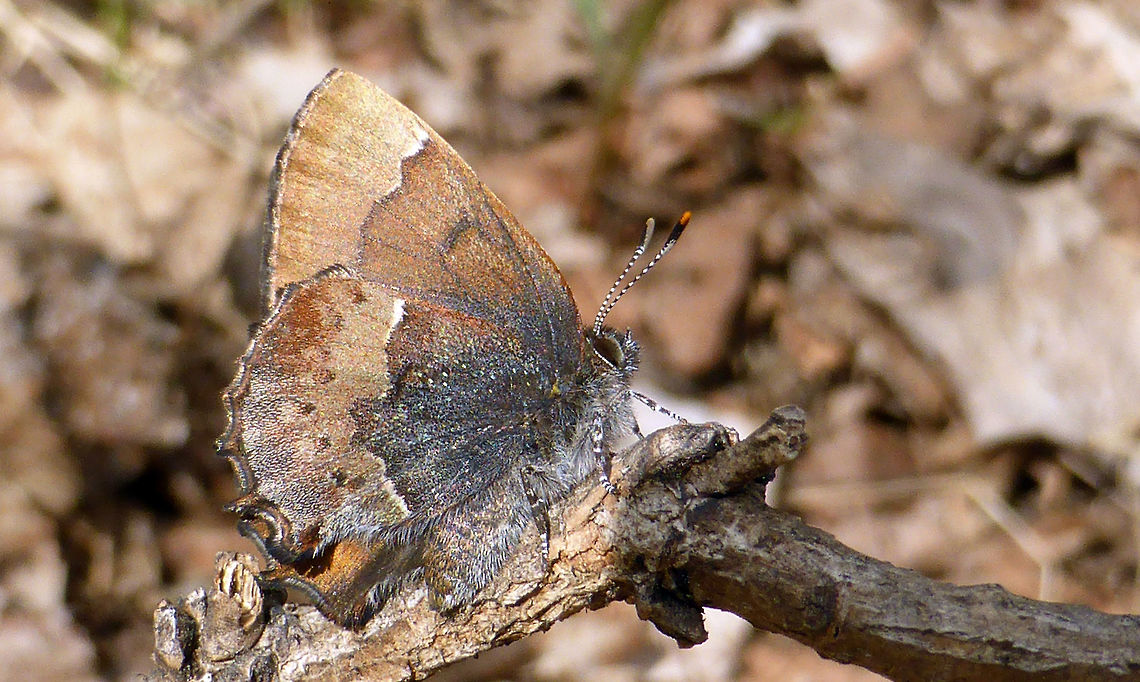 Henry's Elfin Found next to the marsh is the Henry&#039;s Elfin (Callophrys henrici) a small butterfly at Mer Bleue Conservation Area, Ottawa, Ontario. Ramsar site no. 755. Butterfly,Callophrys henrici,Canada,Geotagged,Henry's Elfin,Henrys elfin,Mer Bleue Conservation Area,Ontario,Ottawa,Ramsar wetland,Spring