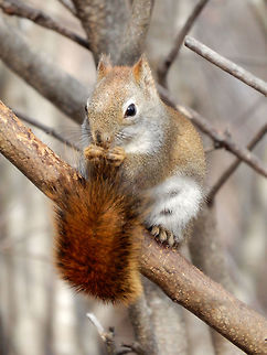 American Red Squirrel A tail has its uses, American Red Squirrel (Tamiasciurus hudsonicus) sitting in a tree on the Jack Pine Trail, Ottawa, Ontario, Canada. American Red Squirrel,American red squirrel,Canada,Geotagged,Jack Pine Trail,Ontario,Ottawa,Spring,Tamiasciurus hudsonicus