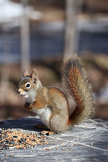 American Red Squirrel This guy was more talkative than hungry, American Red Squirrel (Tamiasciurus hudsonicus) enjoying some seeds on the Jack Pine Trail, Ottawa, Ontario, Canada.                                American Red Squirrel,American red squirrel,Canada,Geotagged,Jack Pine Trail,Ontario,Ottawa,Spring,Tamiasciurus hudsonicus