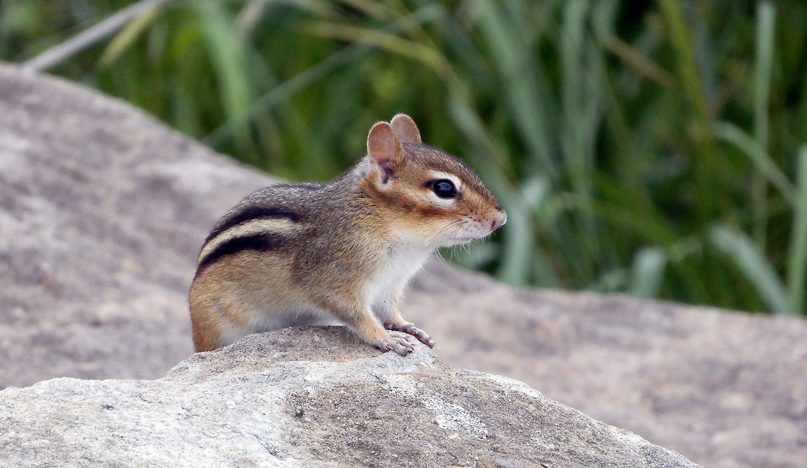 Eastern Chipmunk An Eastern Chipmunk (Tamias striatus) pops out from a rocky shoreline of the Ottawa River at Andrew Haydon Park, Ottawa, Ontario, Canada. Andrew Haydon Park,Canada,Eastern Chipmunk,Eastern chipmunk,Geotagged,Ontario,Ottawa,Summer,Tamias striatus
