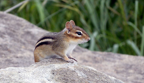 Eastern Chipmunk An Eastern Chipmunk (Tamias striatus) pops out from a rocky shoreline of the Ottawa River at Andrew Haydon Park, Ottawa, Ontario, Canada. Andrew Haydon Park,Canada,Eastern Chipmunk,Eastern chipmunk,Geotagged,Ontario,Ottawa,Summer,Tamias striatus