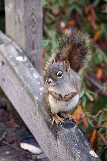 American Red Squirrel I love to photograph squirrels, American Red Squirrel (Tamiasciurus hudsonicus) on the boardwalk of the Spruce Bog Trail, Algonquin Provincial Park, Ontario, Canada. Algonquin Park celebrates 125 years. Algonquin Provincial Park,American Red Squirrel,American red squirrel,Canada,Fall,Geotagged,Ontario,Spruce Bog Trail,Tamiasciurus hudsonicus