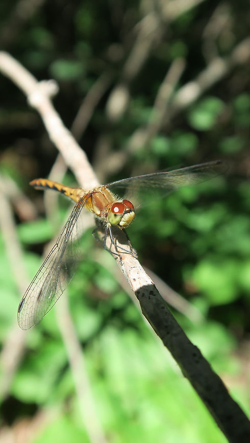 White-faced Meadowhawk Resting on a branch is a White-faced Meadowhawk (Sympetrum obtrusum) dragonfly along the road at Alleyn-et-Cawood, Quebec, Canada. Alleyn-et-Cawood,Canada,Geotagged,Quebec,Summer,Sympetrum obtrusum,White-faced Meadowhawk