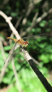 White-faced Meadowhawk Resting on a branch is a White-faced Meadowhawk (Sympetrum obtrusum) dragonfly along the road at Alleyn-et-Cawood, Quebec, Canada. Alleyn-et-Cawood,Canada,Geotagged,Quebec,Summer,Sympetrum obtrusum,White-faced Meadowhawk