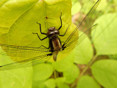 Chalk-fronted Corporal A female Chalk-fronted Corporal (Ladona julia) dragonfly rests on a leaf at South March Highlands Conservation Forest, Kanata, Ontario, Canada. Canada,Chalk-fronted Corporal,Chalk-fronted corporal,Dragonfly,Geotagged,Kanata,Ladona julia,Ontario,South March Highlands Conservation Forest,Spring