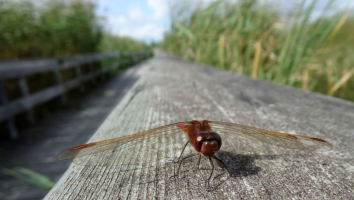 Cherry-faced Meadowhawk Resting on the railing of the boardwalk the red Cherry-faced Meadowhawk (Sympetrum internum) dragonfly at Oak Hammock Marsh Wildlife Management Area, Manitoba, Canada. Ramsar site no. 366. Canada,Cherry-faced Meadowhawk,Geotagged,Manitoba,Oak Hammock Marsh Wildlife Management Area,Ramsar wetland,Summer,Sympetrum internum