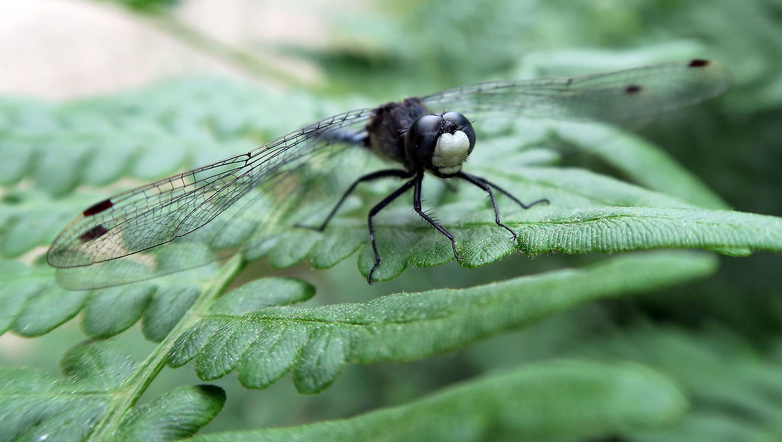 Belted Whiteface Dragonfly Resting on a fern is the Belted Whiteface (Leucorrhinia proxima) dragonfly at Alleyn-et-Cawood, Quebec, Canada. Alleyn-et-Cawood,Belted Whiteface,Belted whiteface,Canada,Dragonfly,Geotagged,Leucorrhinia proxima,Quebec,Summer