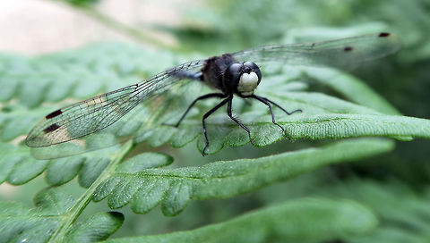 Belted Whiteface Dragonfly Resting on a fern is the Belted Whiteface (Leucorrhinia proxima) dragonfly at Alleyn-et-Cawood, Quebec, Canada. Alleyn-et-Cawood,Belted Whiteface,Belted whiteface,Canada,Dragonfly,Geotagged,Leucorrhinia proxima,Quebec,Summer