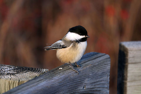 Black-capped Chickadee On the boardwalk of the marsh the Black-capped Chickadee (Poecile atricapillus) is a friendly little bird to keep you company at the Bill Mason Centre, Dunrobin, Ontario, Canada. Bill Mason Centre,Black-capped Chickadee,Black-capped chickadee,Canada,Dunrobin,Fall,Geotagged,Ontario,Poecile atricapillus,bird