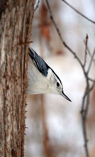 White-breasted Nuthatch Peeking from behind the cedar tree a White-breasted Nuthatch (Sitta carolinensis) is seen on The Jack Pine Trail, Ottawa, Ontario, Canada. Canada,Fall,Geotagged,Jack Pine Trail,Ontario,Ottawa,Sitta carolinensis,White-breasted Nuthatch,White-breasted nuthatch,bird