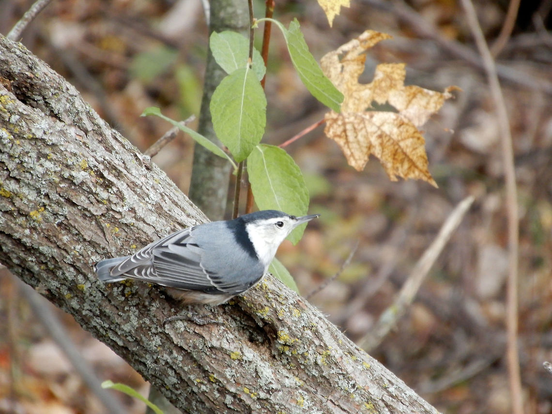 White-breasted Nuthatch The White-breasted Nuthatch (Sitta carolinensis) is a friendly little bird seen here at Cooper Marsh Conservation Area, Ontario, Canada. Canada,Cooper Marsh Conservation Area,Fall,Geotagged,Ontario,Sitta carolinensis,White-breasted Nuthatch,White-breasted nuthatch,bird