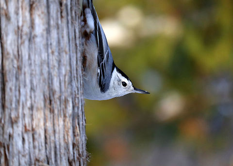 White-breasted Nuthatch Hanging upside down is the preferred method of climbing down the cedar tree for the White-breasted Nuthatch (Sitta carolinensis) on the Jack Pine Trail. Ottawa, Ontario, Canada. Canada,Fall,Geotagged,Jack Pine Trail. Ottawa,Ontario,Sitta carolinensis,White-breasted Nuthatch,White-breasted nuthatch,bird