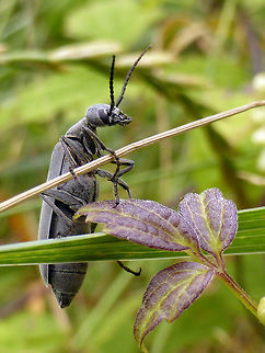 Dark Blister Beetle The Dark Blister Beetle (Epicauta murina) hangs on to the Virgin's Bower (Clematis virginiana) at Alleyn-et-Cawood, Quebec, Canada. Alleyn-et-Cawood,Canada,Dark Blister Beetle,Epicauta murina,Geotagged,Quebec,Summer,murina