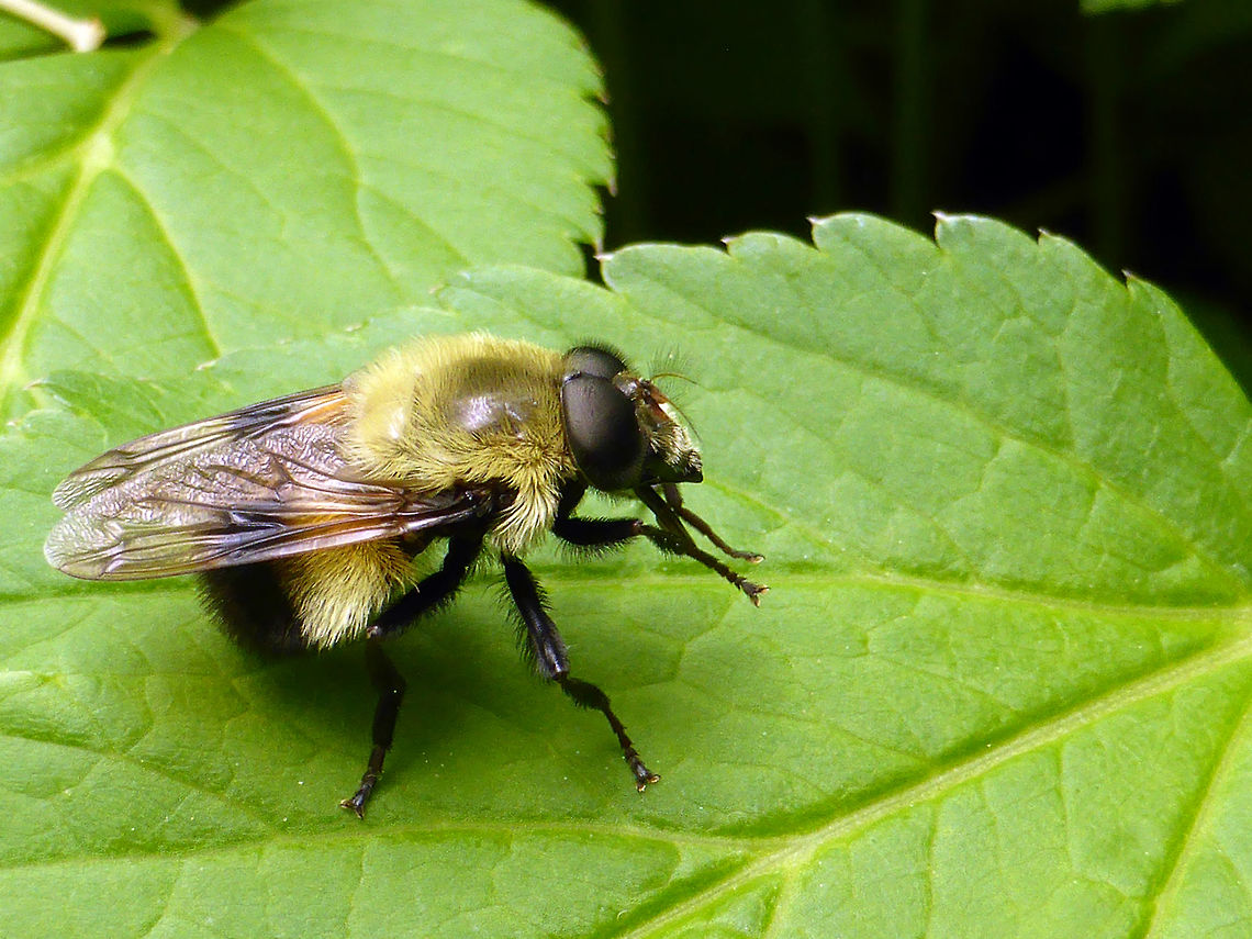 Bumblebee Hoverfly A Bumblebee Hoverfly (Volucella bombylans) sits on the flower leafs of an urban garden in Ottawa, Ontario, Canada. Bumblebee Hoverfly,Canada,Geotagged,Ontario,Ottawa,Spring,Volucella bombylans