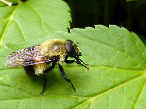 Bumblebee Hoverfly A Bumblebee Hoverfly (Volucella bombylans) sits on the flower leafs of an urban garden in Ottawa, Ontario, Canada. Bumblebee Hoverfly,Canada,Geotagged,Ontario,Ottawa,Spring,Volucella bombylans