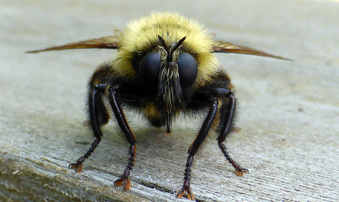 Bee-like Robber Fly The hunter in disguise, Bee-like Robber Fly (Laphria thoracica) looks like a bumble bee in an urban garden, Ottawa, Ontario, Canada. Bee-like Robber Fly,Canada,Geotagged,Laphria thoracica,Ontario,Ottawa,Summer