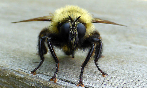 Bee-like Robber Fly The hunter in disguise, Bee-like Robber Fly (Laphria thoracica) looks like a bumble bee in an urban garden, Ottawa, Ontario, Canada. Bee-like Robber Fly,Canada,Geotagged,Laphria thoracica,Ontario,Ottawa,Summer