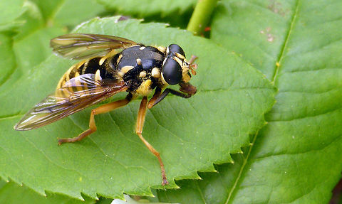 Wasp-like Falsehorn This Wasp-like Falsehorn (Temnostoma alternans) syrphid fly mimics a wasp in an urban garden, Ottawa, Ontario, Canada. Canada,Geotagged,Ontario,Ottawa,Spring,Temnostoma alternans,Wasp-like Falsehorn,alternans