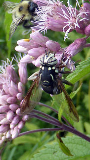 Bald-faced Hornet Fly This syrphid fly is a mimic of the bald-faced hornet enjoying Joe-Pye weed﻿ with a bumble bee, this Bald-faced Hornet Fly (Spilomyia fusca) is at Alleyn-et-Cawood, Quebec, Canada. Alleyn-et-Cawood,Bald-faced Hornet Fly,Canada,Geotagged,Quebec,Spilomyia fusca,Summer,fusca