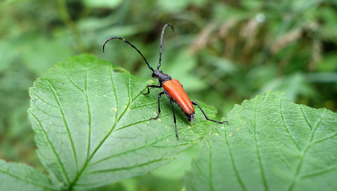 Flower Longhorn Beetle In the wet woods of Pukaskwa National Park of Canada, Ontario, Canada. A Flower Longhorn Beetle (Anastrangalia sanguinea) walks amongst the green leaves. Anastrangalia sanguinea,Canada,Flower Longhorn Beetle,Geotagged,Ontario,Pukaskwa National Park of Canada,Summer