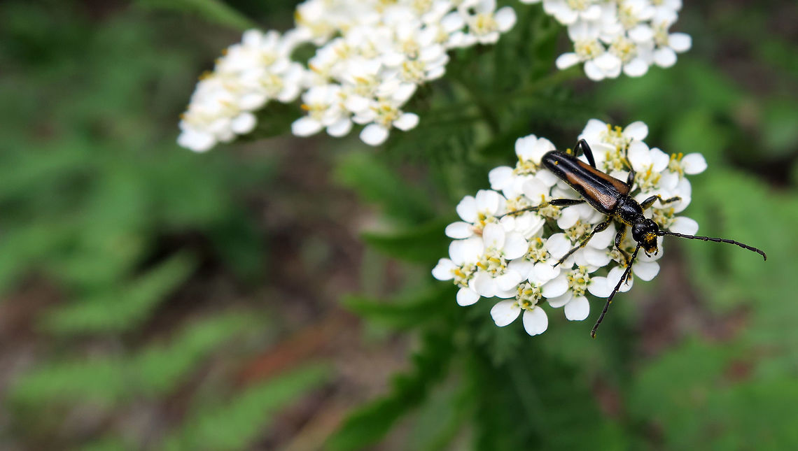 Flower Longhorn Beetle Balancing on the flowers edge, is the Flower Longhorn Beetle (Strangalepta abbreviata) at Alleyn-et-Cawood, Quebec, Canada. Alleyn-et-Cawood,Canada,Flower Longhorn Beetle,Geotagged,Quebec,Strangalepta,Strangalepta abbreviata,Summer,abbreviata