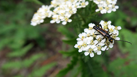 Flower Longhorn Beetle Balancing on the flowers edge, is the Flower Longhorn Beetle (Strangalepta abbreviata) at Alleyn-et-Cawood, Quebec, Canada. Alleyn-et-Cawood,Canada,Flower Longhorn Beetle,Geotagged,Quebec,Strangalepta,Strangalepta abbreviata,Summer,abbreviata