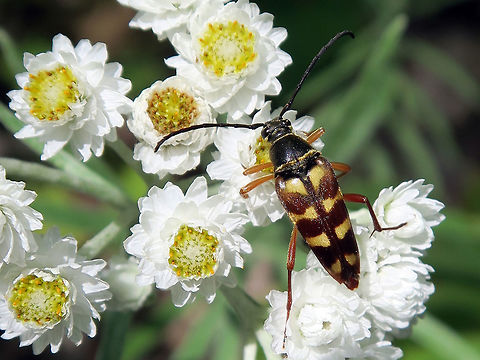 Banded Longhorn Beetle A Banded Longhorn Beetle (Typocerus velutinus) on Pearly Everlasting at Alleyn-et-Cawood, Quebec, Canada. Alleyn-et-Cawood,Banded Longhorn,Banded Longhorn Beetle,Canada,Geotagged,Quebec,Summer,Typocerus velutinus