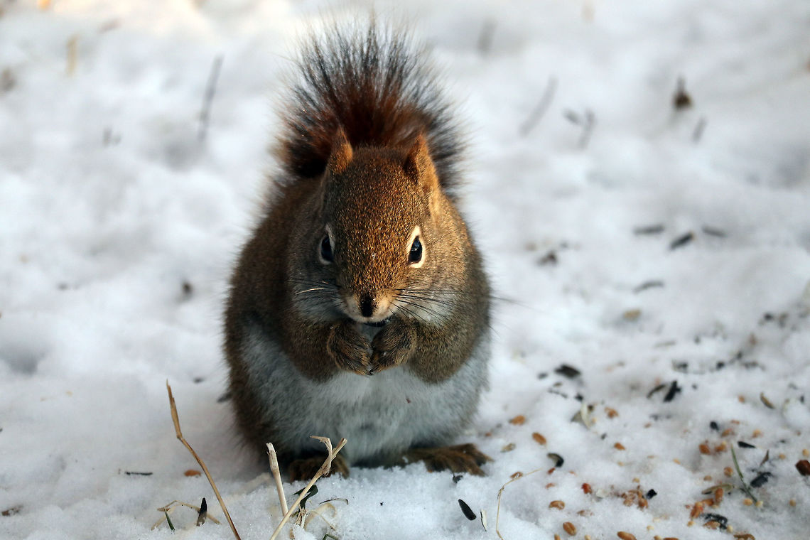 American Red Squirrel The setting sun lights up an American Red Squirrel (Tamiasciurus hudsonicus) as he enjoys seeds on the Jack Pine Trail, Ottawa, Ontario, Canada. American Red Squirrel,American red squirrel,Canada,Geotagged,Jack Pine Trail,Ontario,Ottawa,Tamiasciurus hudsonicus,Winter
