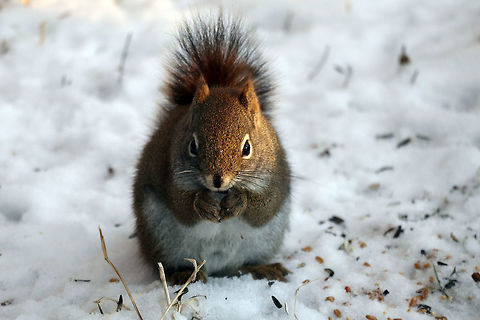 American Red Squirrel The setting sun lights up an American Red Squirrel (Tamiasciurus hudsonicus) as he enjoys seeds on the Jack Pine Trail, Ottawa, Ontario, Canada. American Red Squirrel,American red squirrel,Canada,Geotagged,Jack Pine Trail,Ontario,Ottawa,Tamiasciurus hudsonicus,Winter