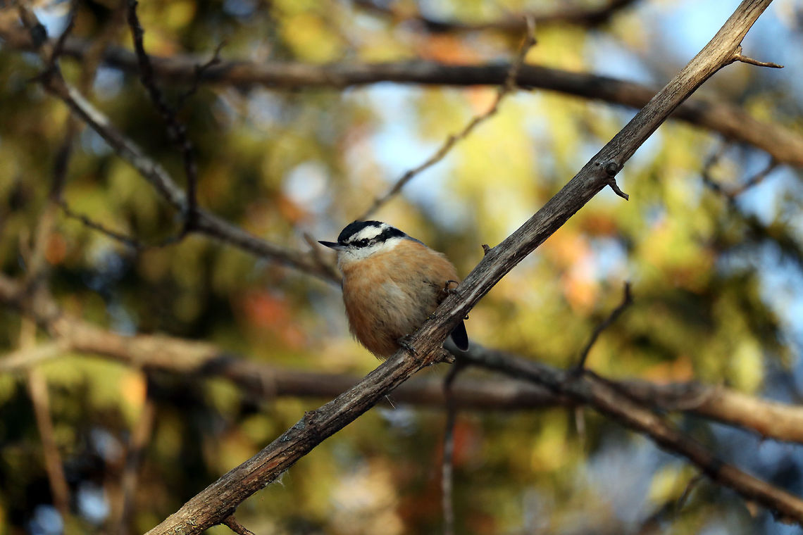 Red-breasted Nuthatch Red-breasted Nuthatch (Sitta canadensis) perched in the branches surveying the marsh on the Jack Pine Trail, Ottawa, Ontario, Canada. Canada,Geotagged,Jack Pine Trail,Ontario,Ottawa,Red-breasted Nuthatch,Red-breasted nuthatch,Sitta canadensis,Winter