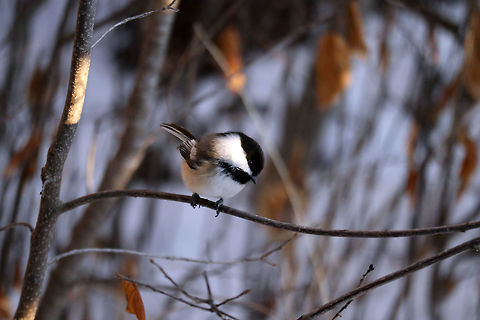 Black-capped Chickadee Perched on a branch watching the seeds is a Black-capped Chickadee (Poecile atricapillus) on the Jack Pine Trail, Ottawa, Ontario, Canada. Black-capped Chickadee,Black-capped chickadee,Canada,Geotagged,Jack Pine Trail,Ontario,Ottawa,Poecile atricapillus,Winter