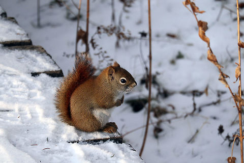 American Red Squirrel Sitting on the edge of the boardwalk, an American Red Squirrel (Tamiasciurus hudsonicus) in the snow at the Jack Pine Trail, Ottawa, Ontario, Canada. American Red Squirrel,American red squirrel,Canada,Geotagged,Jack Pine Trail,Ontario,Ottawa,Tamiasciurus hudsonicus,Winter