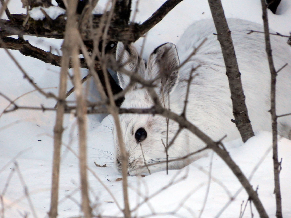 Snowshoe Hare Through the branches and in the snow so hard to be seen. The white rabbit Snowshoe Hare (Lepus americanus) is found close to the bird feeders at Shirleys Bay, Ottawa, Ontario, Canada. Canada,Geotagged,Lepus americanus,Ontario,Ottawa,Shirleys Bay,Snowshoe Hare,Snowshoe hare,Winter