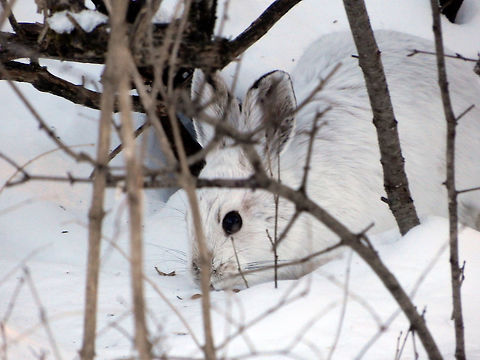Snowshoe Hare Through the branches and in the snow so hard to be seen. The white rabbit Snowshoe Hare (Lepus americanus) is found close to the bird feeders at Shirleys Bay, Ottawa, Ontario, Canada. Canada,Geotagged,Lepus americanus,Ontario,Ottawa,Shirleys Bay,Snowshoe Hare,Snowshoe hare,Winter