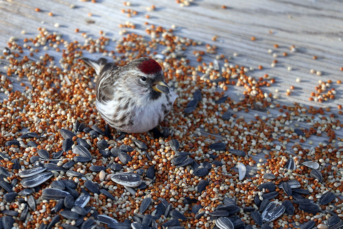 Hoary Redpoll At the bird feeders at Shirleys Bay the Hoary Redpoll (Acanthis hornemanni) enjoys the seed that is provided at Ottawa, Ontario, Canada. Acanthis hornemanni,Arctic redpoll,Canada,Geotagged,Hoary Redpoll,Ontario,Ottawa,Shirleys Bay,Winter,hornemanni