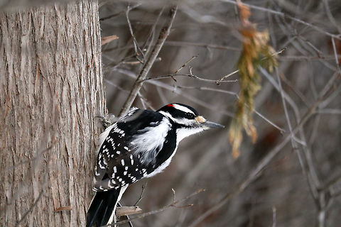 Hairy Woodpecker A male Hairy Woodpecker (Dryobates villosus) clings onto a cedar tree and surveys the area at the Jack Pine Trail, Ottawa, Ontario, Canada.  Canada,Dryobates villosus,Geotagged,Hairy Woodpecker,Hairy woodpecker,Jack Pine Trail,Leuconotopicus villosus,Ontario,Ottawa,Winter
