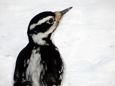 Hairy Woodpecker A female Hairy Woodpecker (Dryobates villosus) is on the ground looking for seeds at the Jack Pine Trail, Ottawa, Ontario, Canada. Canada,Dryobates villosus,Geotagged,Hairy Woodpecker,Hairy woodpecker,Jack Pine Trail,Leuconotopicus villosus,Ontario,Ottawa,Winter