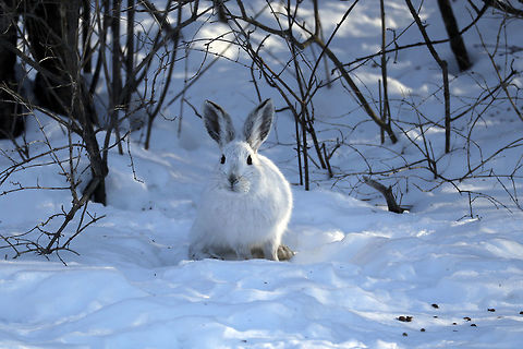 Snowshoe Hare At the edge of the thick brush. The white rabbit Snowshoe Hare (Lepus americanus) is found close to the bird feeders at Shirleys Bay, Ottawa, Ontario, Canada. Canada,Geotagged,Lepus americanus,Ontario,Ottawa,Shirleys Bay,Snowshoe Hare,Snowshoe hare,Winter