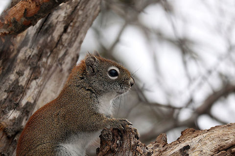 American Red Squirrel An American Red Squirrel (Tamiasciurus hudsonicus) is taking a look around from the vantage point of a tree near the bird feeders at Shirleys Bay, Ottawa, Ontario, Canada. American Red Squirrel,American red squirrel,Canada,Geotagged,Ontario,Ottawa,Shirleys Bay,Spring,Tamiasciurus hudsonicus