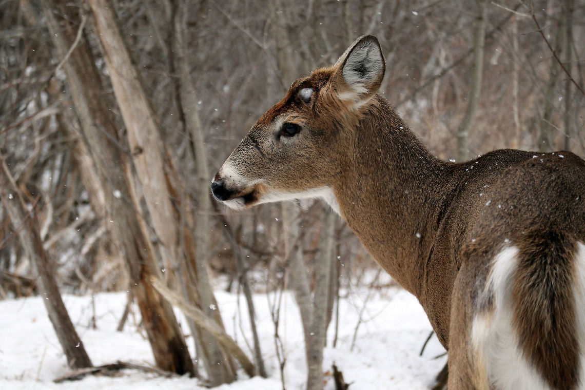 White-tailed Deer A White-tailed buck (Odocoileus virginianus) has come out of the woods in search for food on the Jack Pine Trail, Ottawa, Ontario, Canada. Canada,Geotagged,Jack Pine Trail,Odocoileus virginianus,Ontario,Ottawa,Spring,White-tailed deer