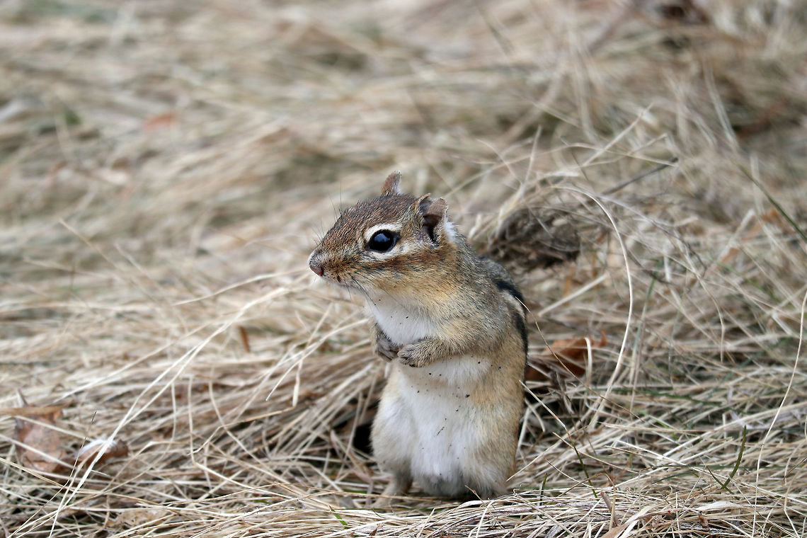 Eastern Chipmunk One of the first signs of spring, the Eastern Chipmunk (Tamias striatus) pops out of the ground and starts foraging. Seen at Shirleys Bay, Ottawa, Ontario, Canada. Canada,Eastern Chipmunk,Eastern chipmunk,Geotagged,Ontario,Ottawa,Shirleys Bay,Spring,Tamias striatus