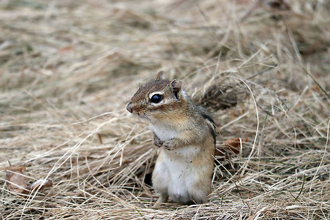Eastern Chipmunk One of the first signs of spring, the Eastern Chipmunk (Tamias striatus) pops out of the ground and starts foraging. Seen at Shirleys Bay, Ottawa, Ontario, Canada. Canada,Eastern Chipmunk,Eastern chipmunk,Geotagged,Ontario,Ottawa,Shirleys Bay,Spring,Tamias striatus