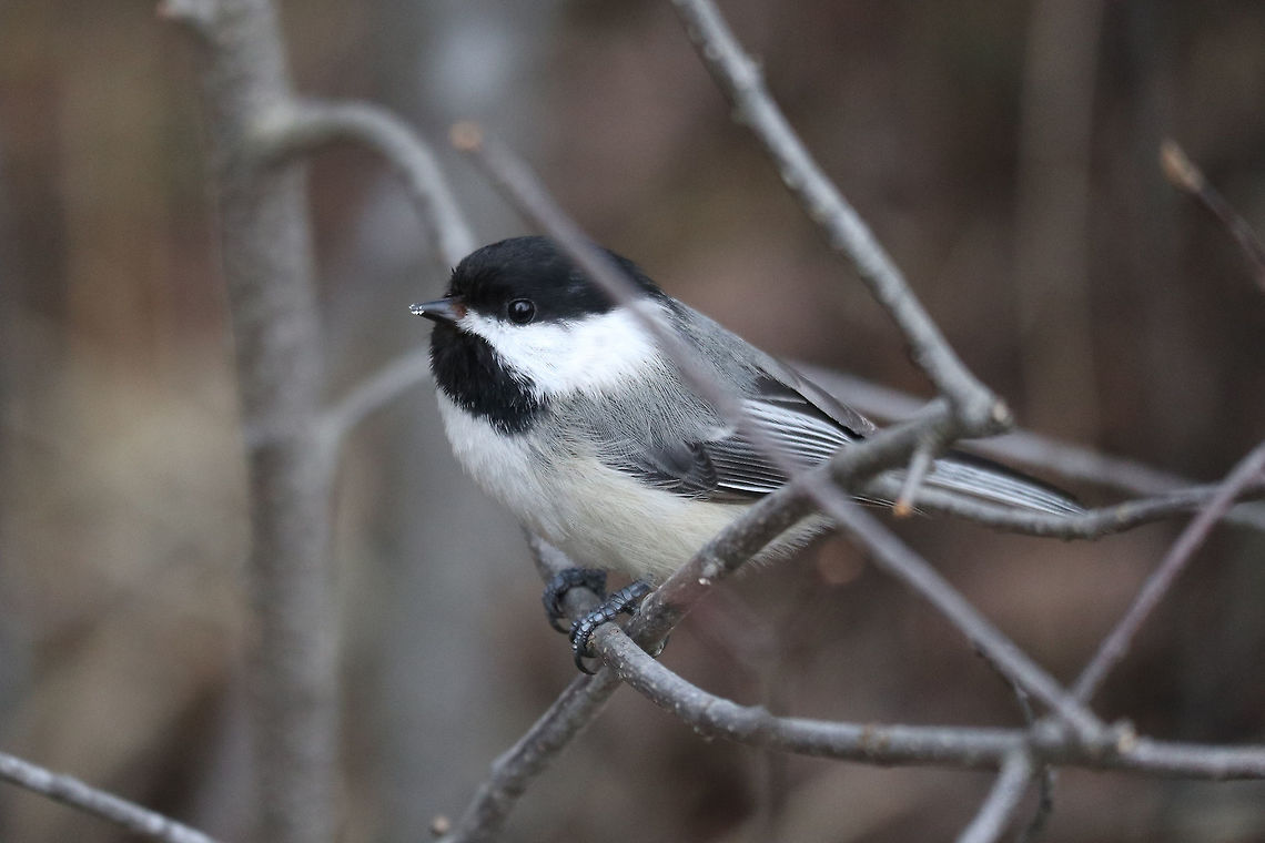 Black-capped Chickadee Small friendly bird of the titmouse family, the Black-capped Chickadee (Poecile atricapillus) is in the branches of a cedar stand next to a large marsh on the Jack Pine Trail, Ottawa, Ontario, Canada. Black-capped Chickadee,Black-capped chickadee,Canada,Geotagged,Jack Pine Trail,Ontario,Ottawa,Poecile atricapillus,Spring